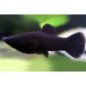 POECILIA BLACK MOLLY