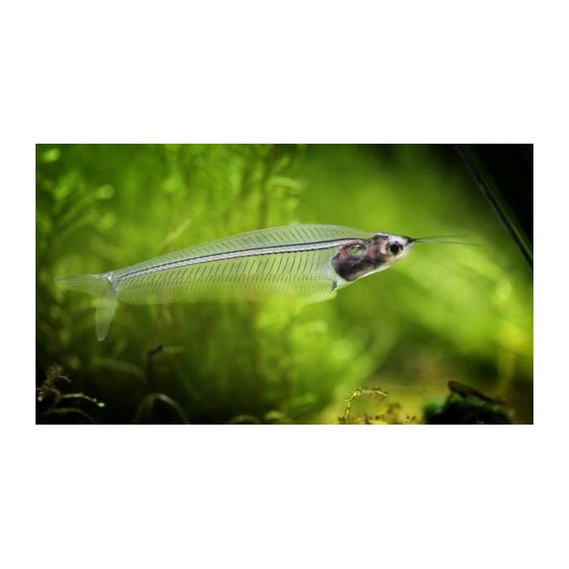 KRYPTOPTERUS PESCE FANTASMA
