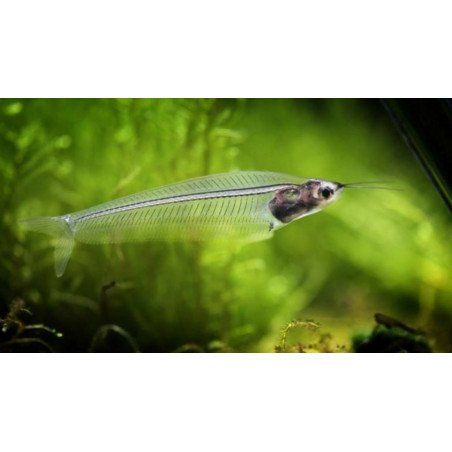 KRYPTOPTERUS PESCE FANTASMA