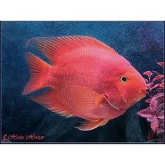 CICLIDE RED PARROT