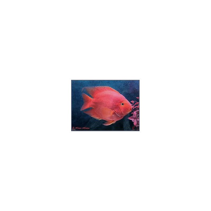 CICLIDE RED PARROT