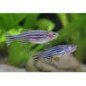 BRACHYDANIO RERIO