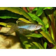 BRACHYDANIO RERIO