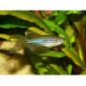 BRACHYDANIO RERIO