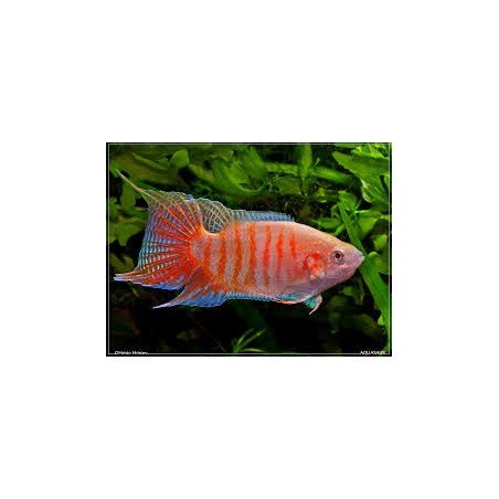 MACROPODUS
