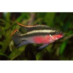 PELVICACHROMIS PULCHER