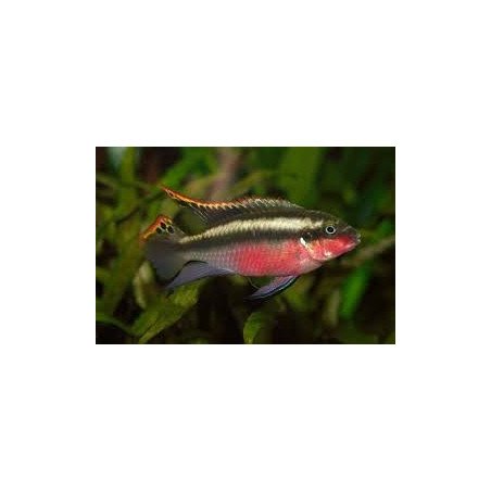 PELVICACHROMIS PULCHER