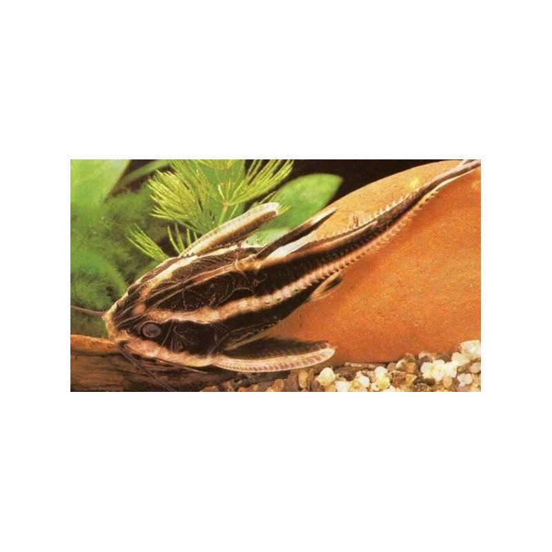 PLATYDORAS ARMATULUS