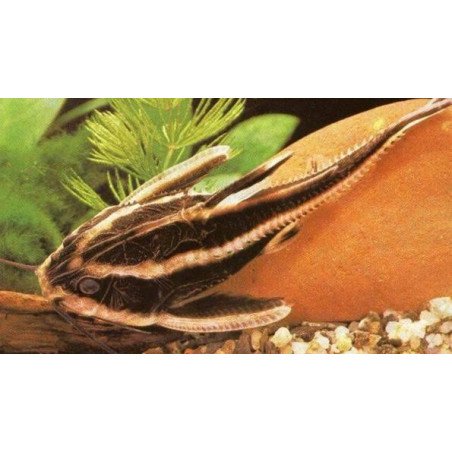 PLATYDORAS ARMATULUS