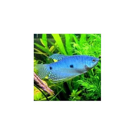 TRICHOGASTER BLU
