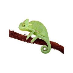 CAMALEONTE CALYPTRATUS