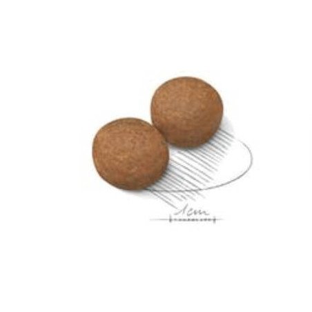 ROYAL CANIN MAXI ADULT