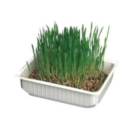 CAMON ERBA PER GATTI CON SEMI DI ORZO