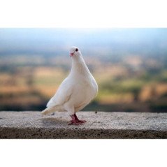 COLOMBA BIANCA PAVONCELLO PER MATRIMONI