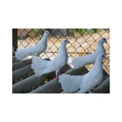 COLOMBA BIANCA PAVONCELLO PER MATRIMONI