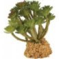 ZOLUX PIANTA "GRASSALA" PER DECORAZIONE DEL TERRARIO