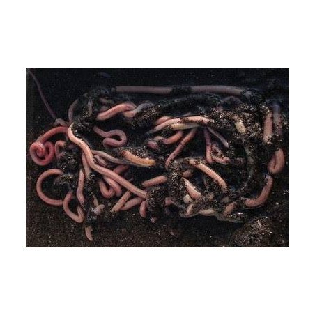 ESCA VIVA SALTARELLO TUNISINO