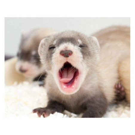 FURETTO DOMESTICO CUCCIOLO 3-6 MESI