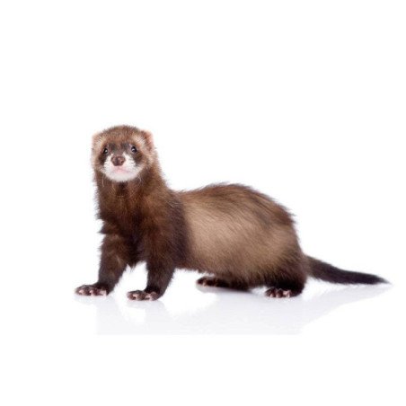 FURETTO DOMESTICO ADULTO