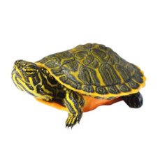 TARTARUGA PSEUDEMYS NELSONI