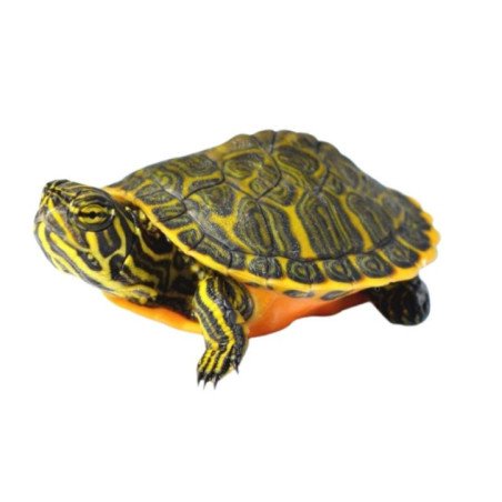 TARTARUGA PSEUDEMYS NELSONI