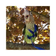 AVIATOR PETTORINA LARGE PER PAPPAGALLI COLORE BLUE