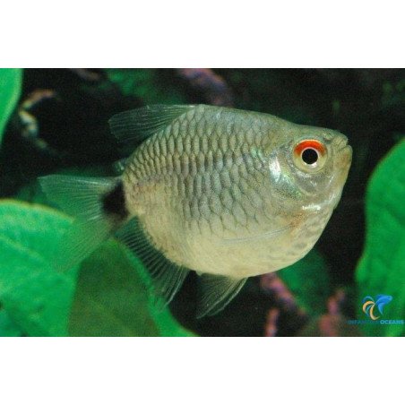 MOENCAUSIA SANTAFILOMENA