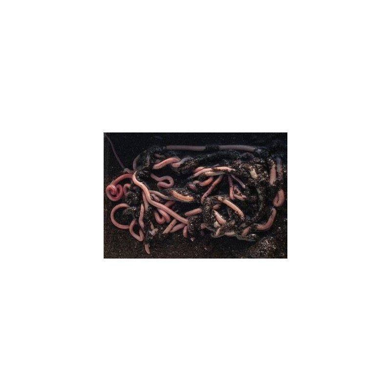 ESCA VIVA SALTARELLO TUNISINO