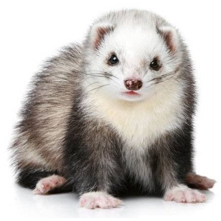 CINGHIA A DUE PUNTE BLACK RIVER SLING GREEN 100% NYLON