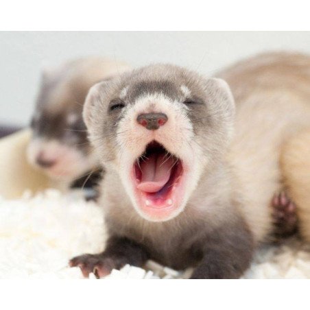 CINGHIA A DUE PUNTE BLACK RIVER SLING GREEN 100% NYLON