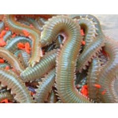 ESCA VIVA COREANO MAXI GREEN DRAGON