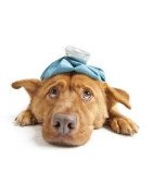 In questa categoria troverete tutti gli alimenti secchi delle migliori aziende sul mercato che curano e mantengono alta la salute dei vostri cani.