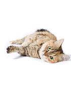 CROCCANTINI VETERINARY CAT