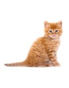 UMIDO VETERINARY CAT