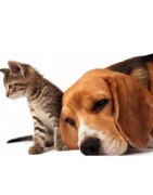 Cani e gatti: tutto ciò che avrete bisogno per i vostri cani o gatti.