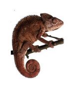 Rettili: tutto ciò che avrete bisogno per i vostri rettili.