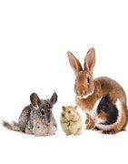 Roditori: troverai tutto ciò che avrai bisogno per i vostri roditori