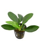 Piante acquario vendita online, vendita di piante per acquario come anubias, alternathera, echinodorus e muschi. Prato per acquario, piante acquatiche con la possibilità di quelle in vasetto o in vitro. Puoi comprare le piante per l'acquario online, scegl